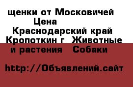 щенки от Московичей › Цена ­ 20 000 - Краснодарский край, Кропоткин г. Животные и растения » Собаки   